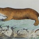 Original Zoological Plate " Hyena & Otter of Canada - Buffon 1940