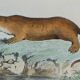 Original Zoological Plate " Hyena & Otter of Canada - Buffon 1940