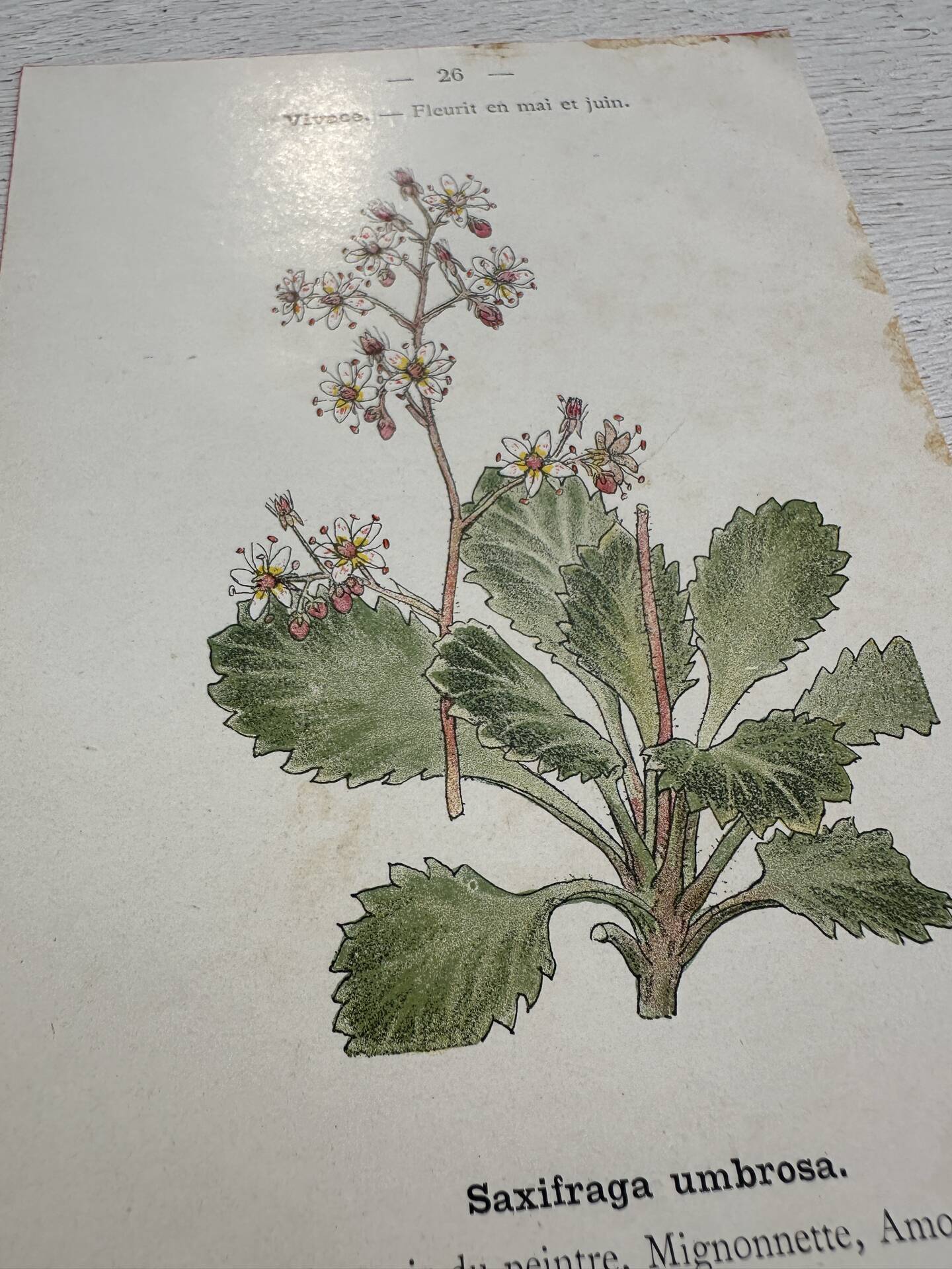 Botanical Plate 1800 Old naturalist engraving 19th century double-sided