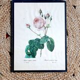 Pink botanical poster with lettuce leaves JP Redouté