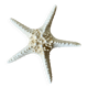 Starfish