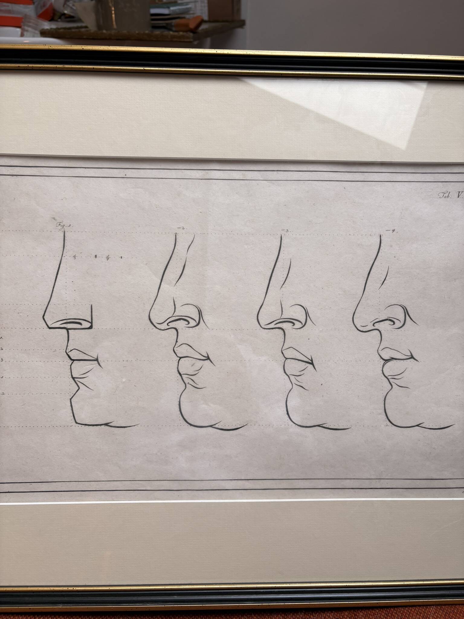 Old Print Engraving 19th Century Anatomy Nose Mouth Plate Head Morphology