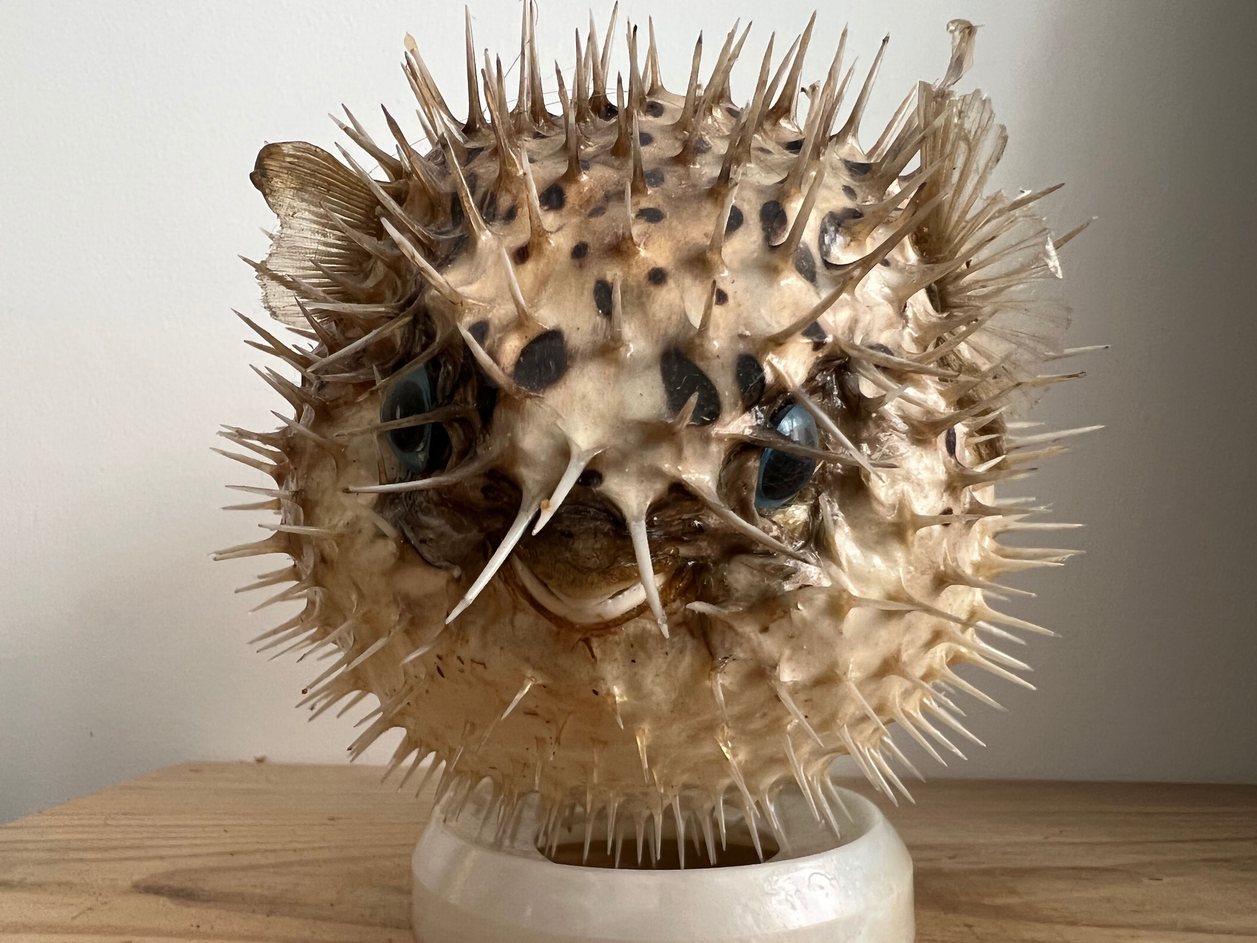 Naturalized diodon fish