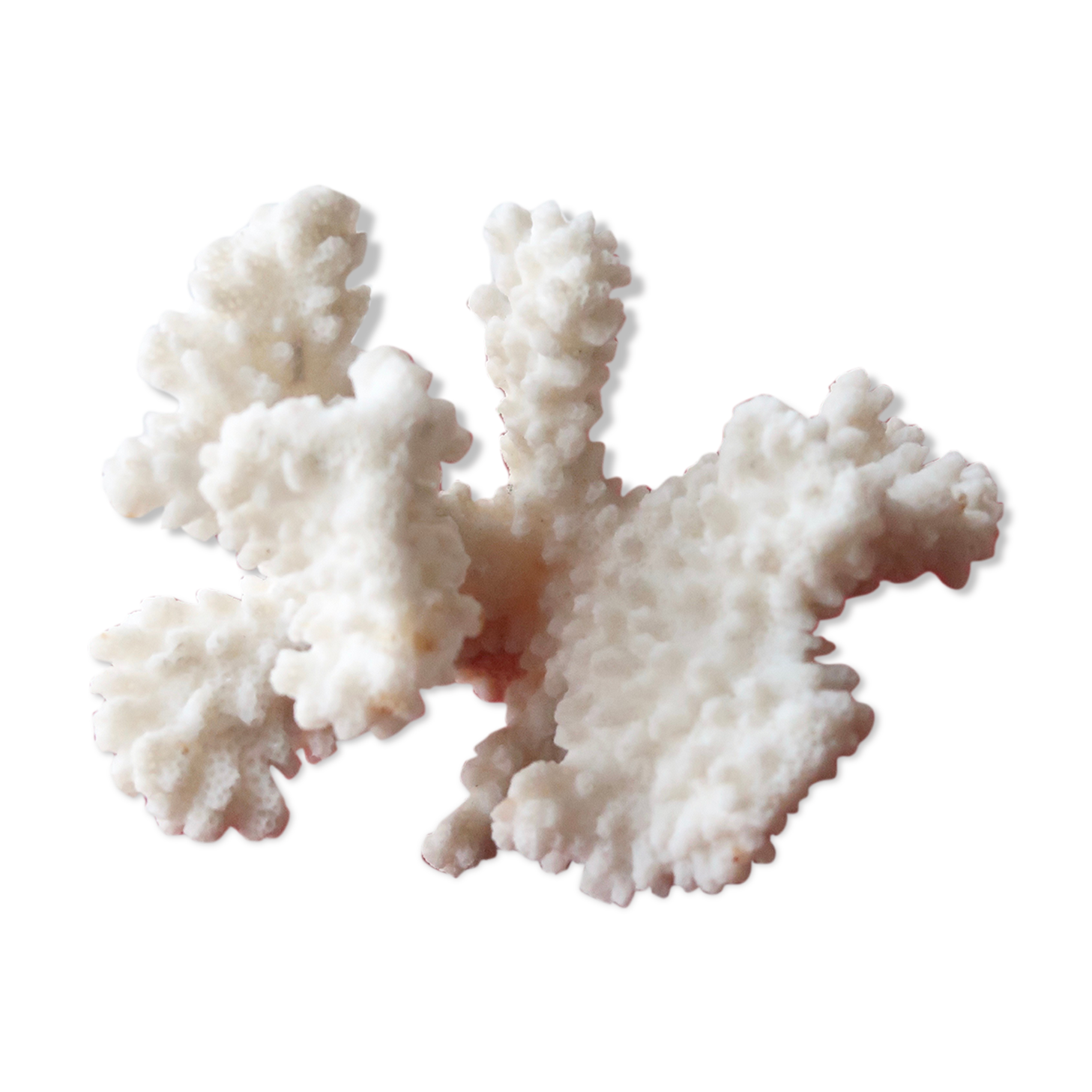 Branche de corail blanc, années 70