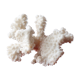 Branche de corail blanc, années 70