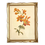 Framed fleur-de-lis botanical plate