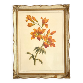 Botanical plate fleur de Lys framed