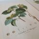 Botanic posters