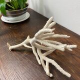 Branche de corail blanc