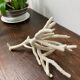 White coral branch
