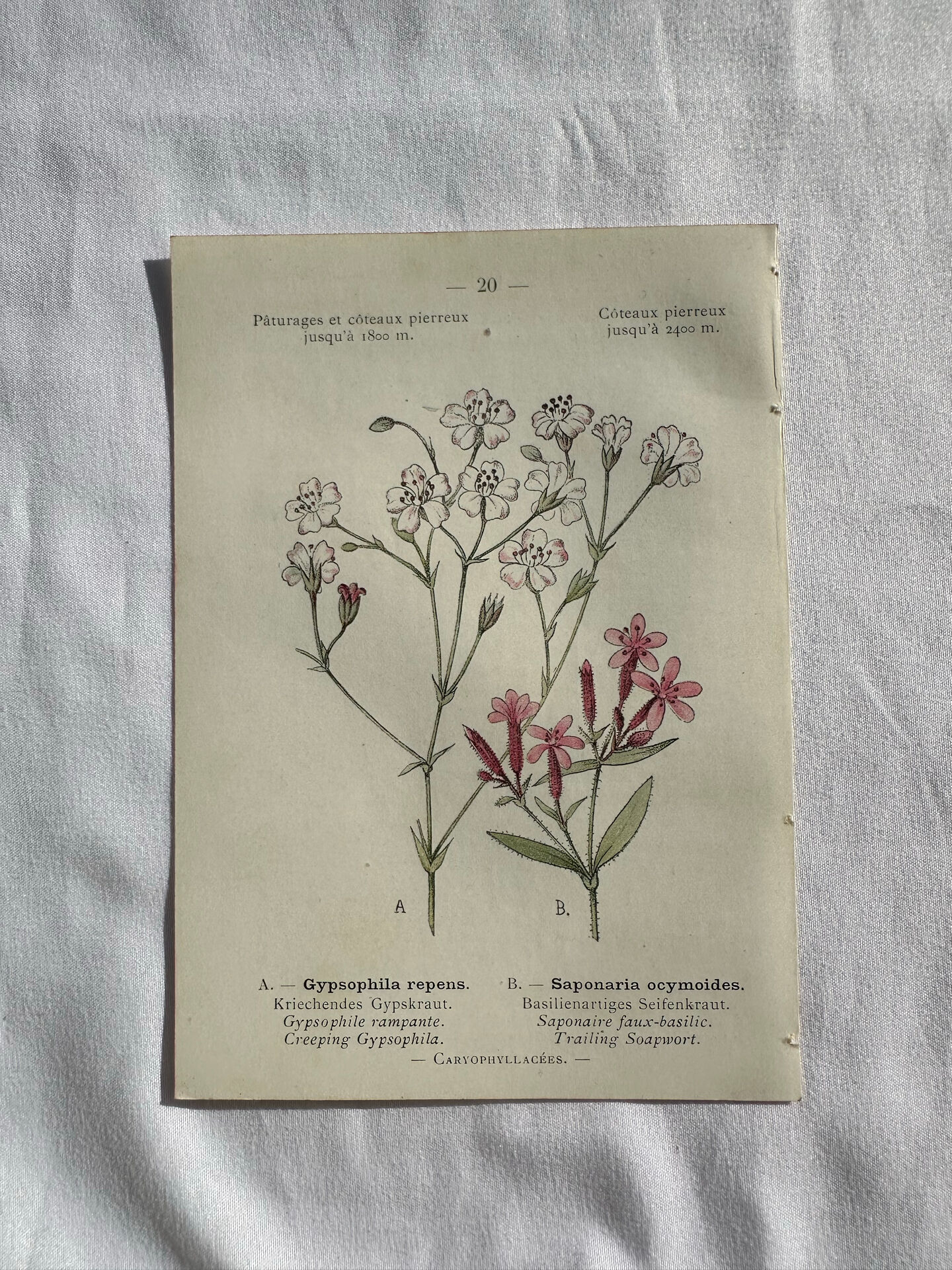 Naturalist Plate – 19th Century Botanical Engraving, Double-Sided