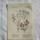 Naturalist Plate – 19th Century Botanical Engraving, Double-Sided