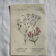 Planche Naturaliste – Gravure botanique ancienne 19eme  recto verso