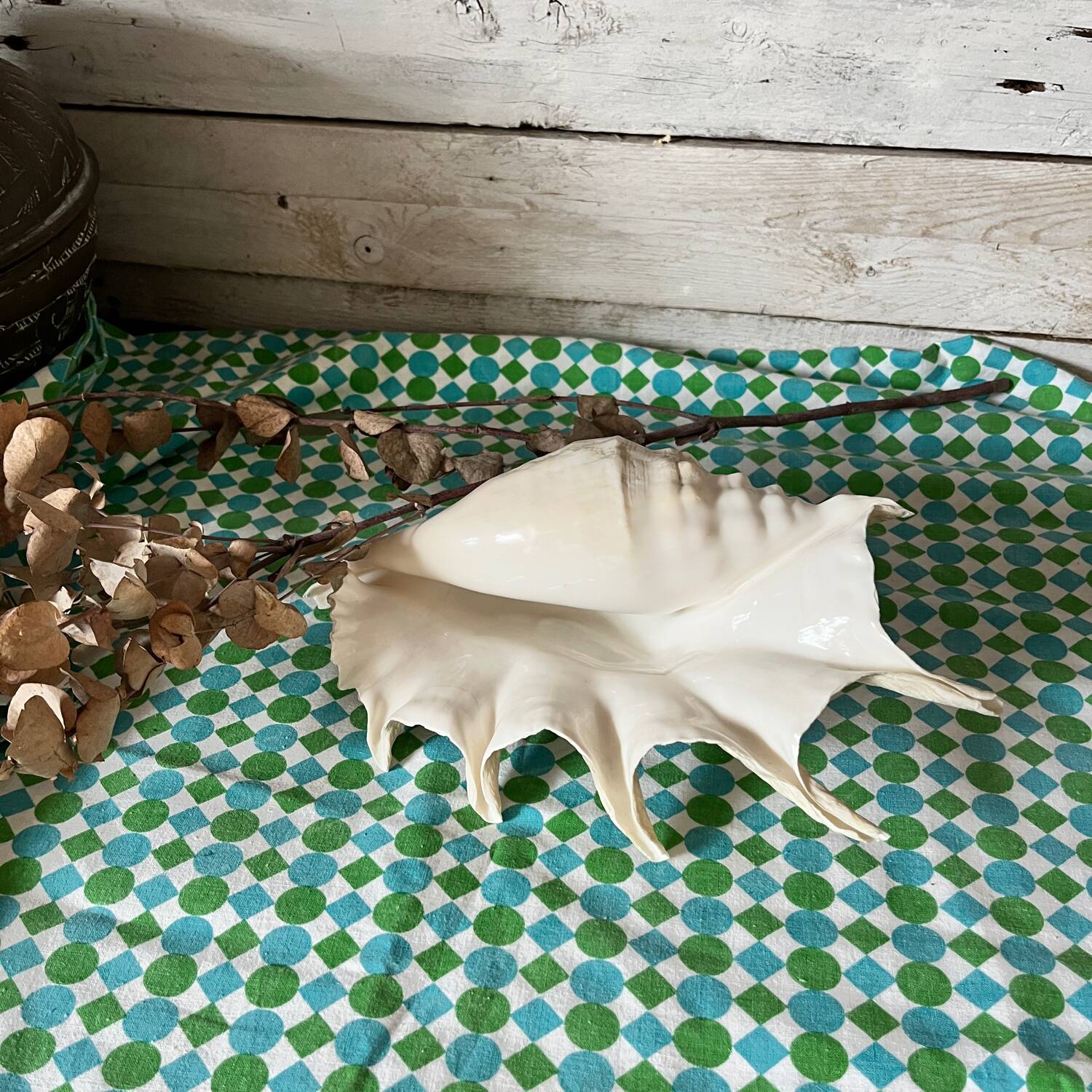 Grand coquillage lambis