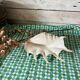 Grand coquillage lambis