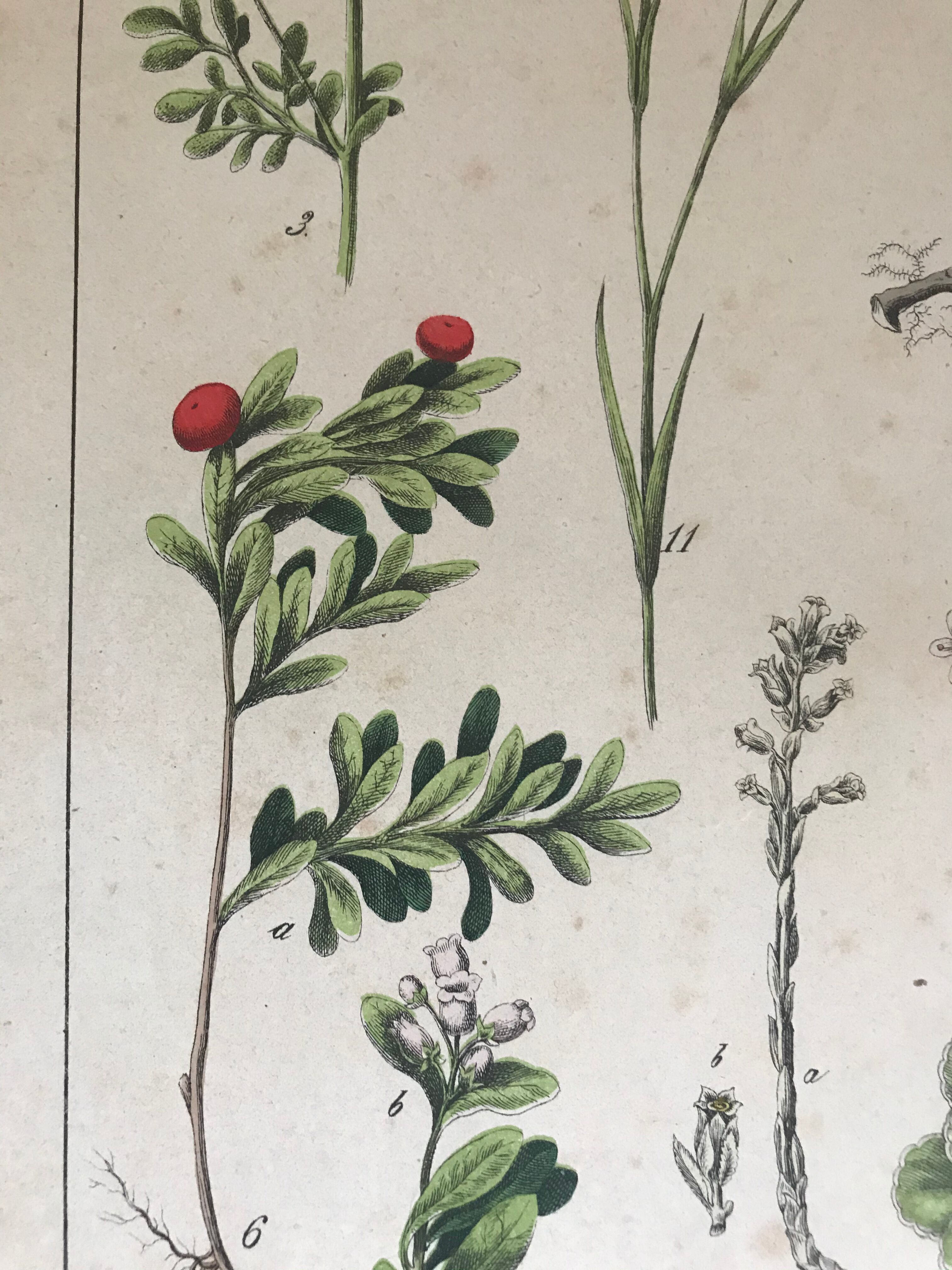 19th 32x42 botanical plank