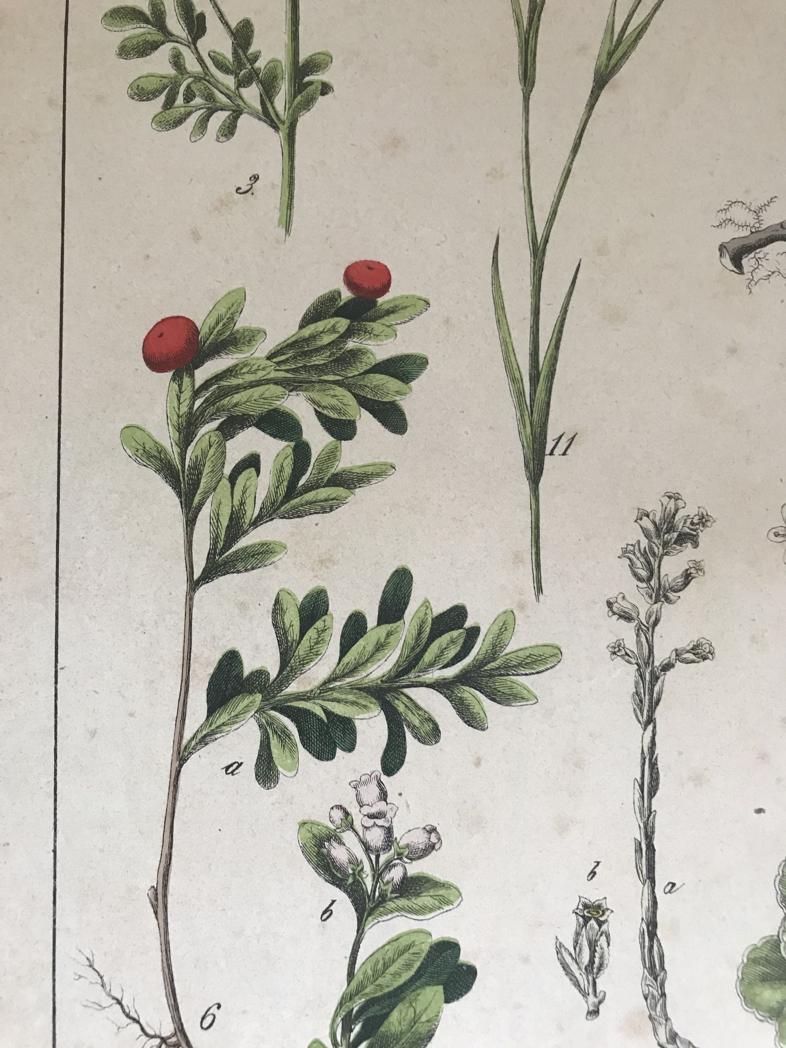 Planche botanique du XIXeme 32x42