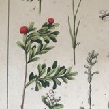 19th 32x42 botanical plank