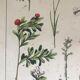19th 32x42 botanical plank