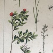 Planche botanique du XIXeme 32x42