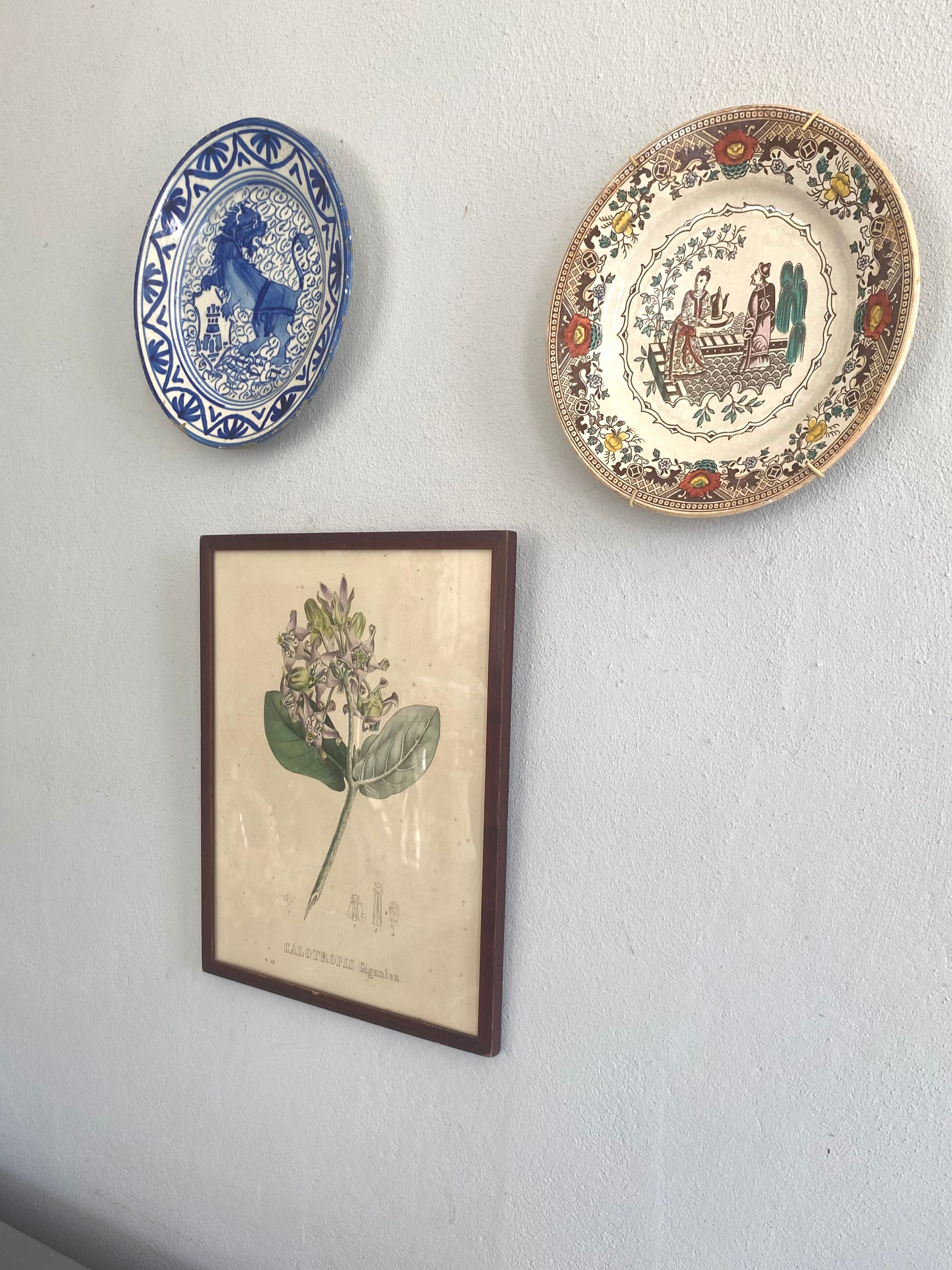 Botanical board, glazed wood frame