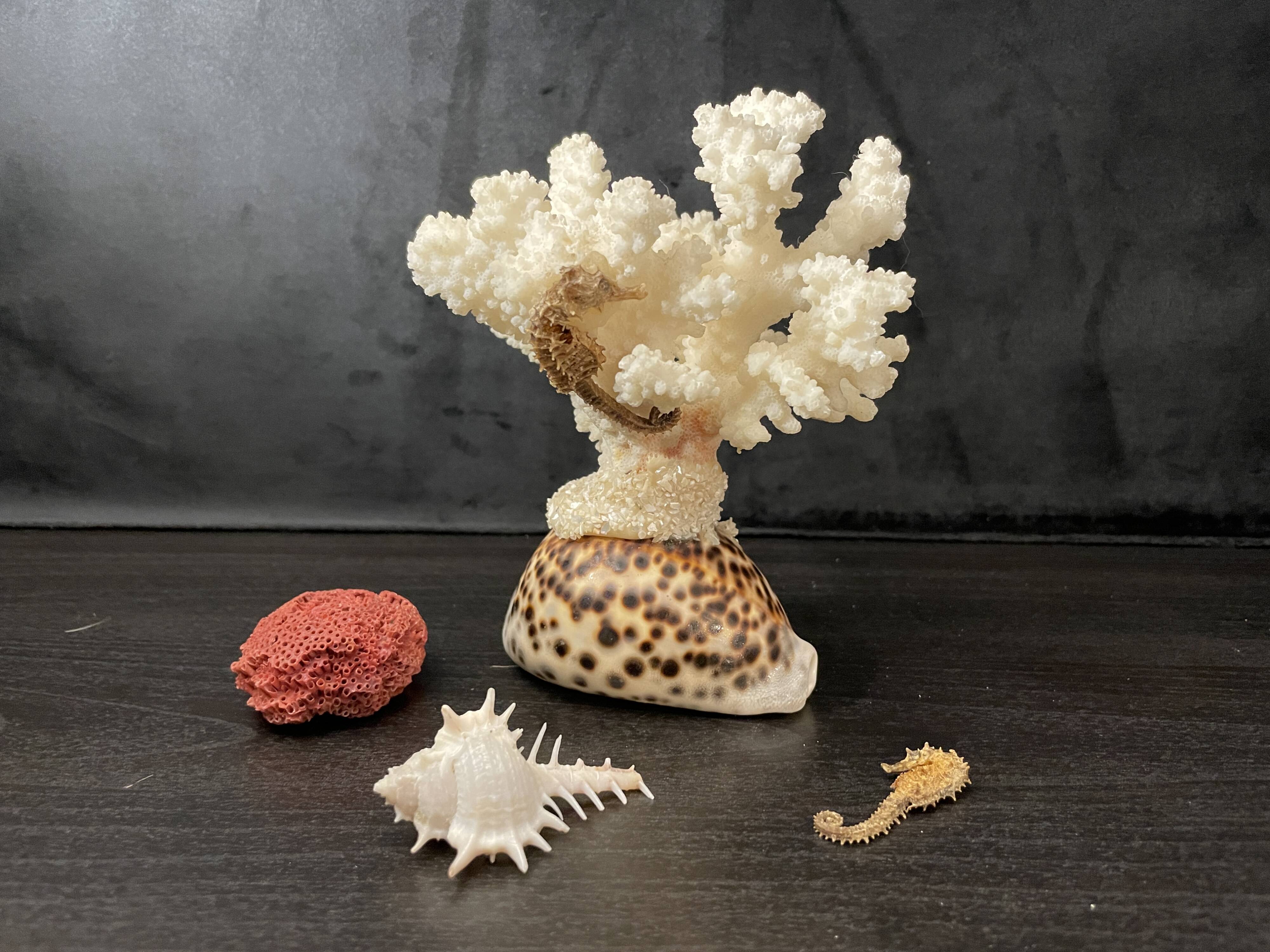 Marine curiosities (coral, seahorses, shells)