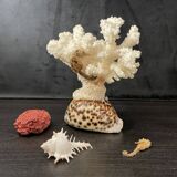 Curiosités marines (Coraïl, hippocampes, coquillages)