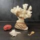 Marine curiosities (coral, seahorses, shells)
