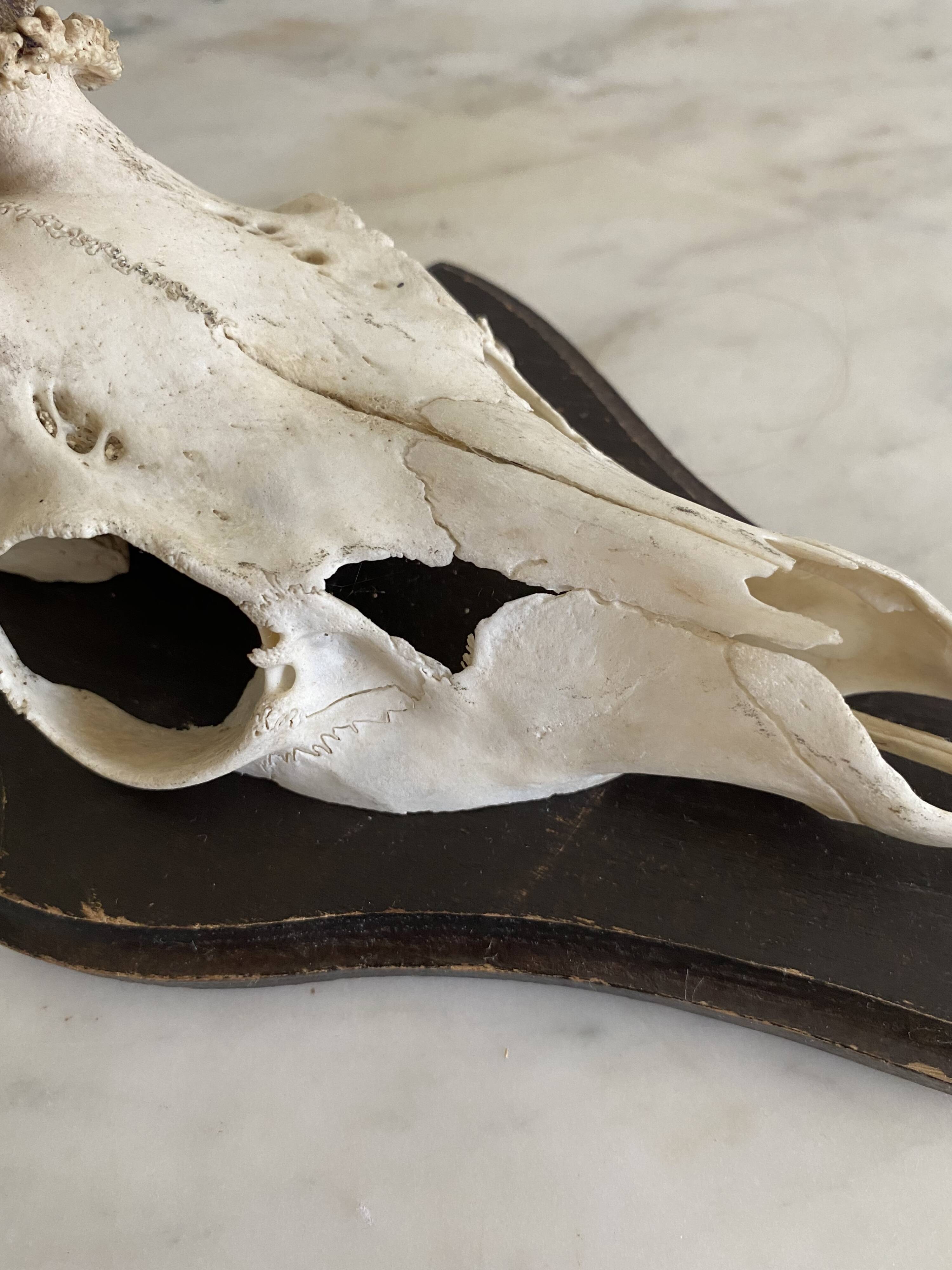 Horns on base, cabinet of curiosities