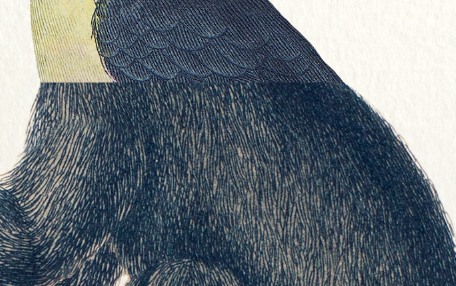 Chimera lithography animal engraving - the toupajou