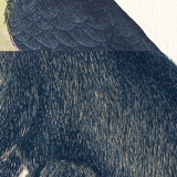 Chimera lithography animal engraving - the toupajou