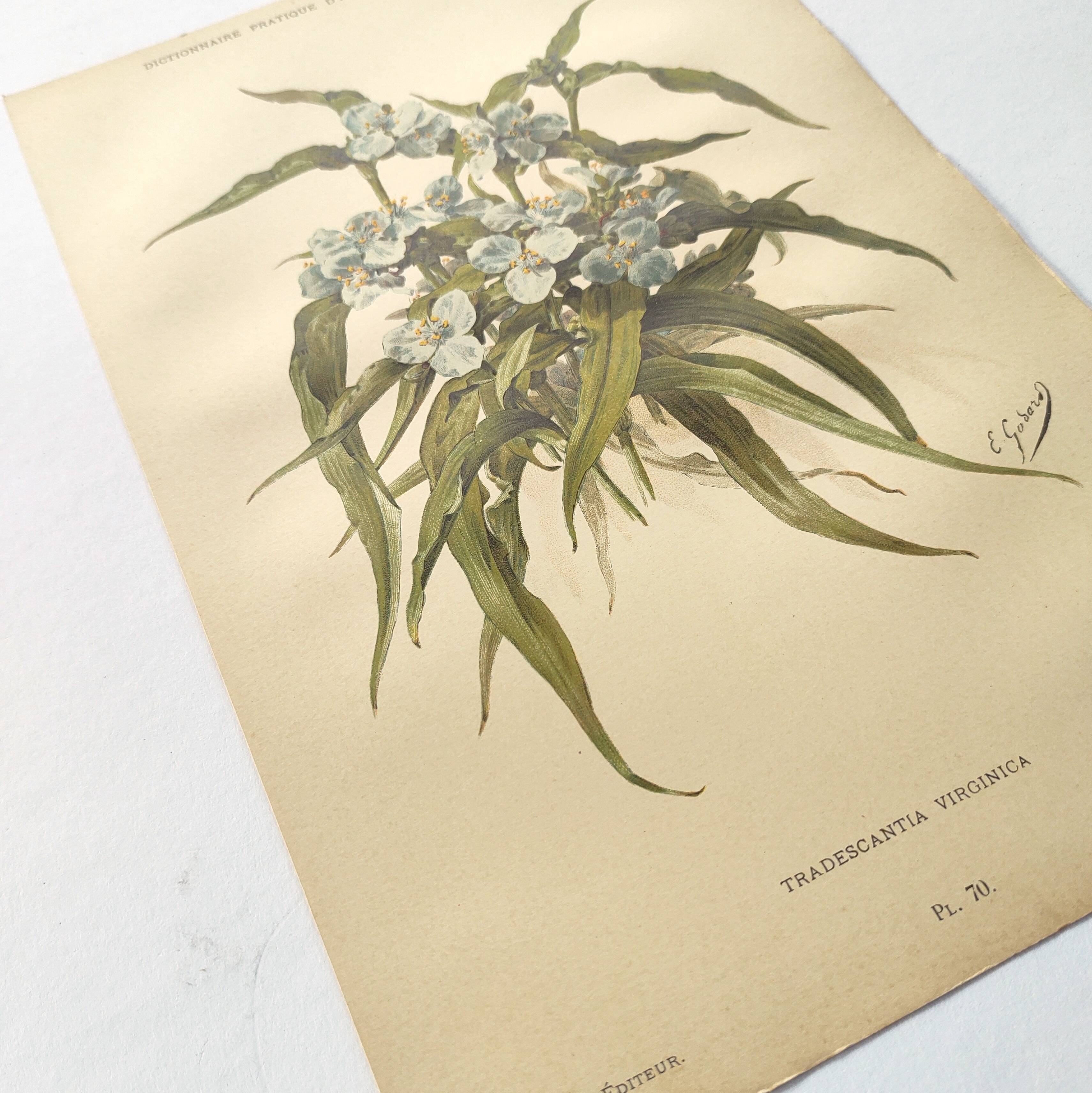 Antique plate from 1897 - Tradescantia Virginica - Original illustration