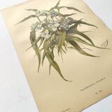 Antique plate from 1897 - Tradescantia Virginica - Original illustration