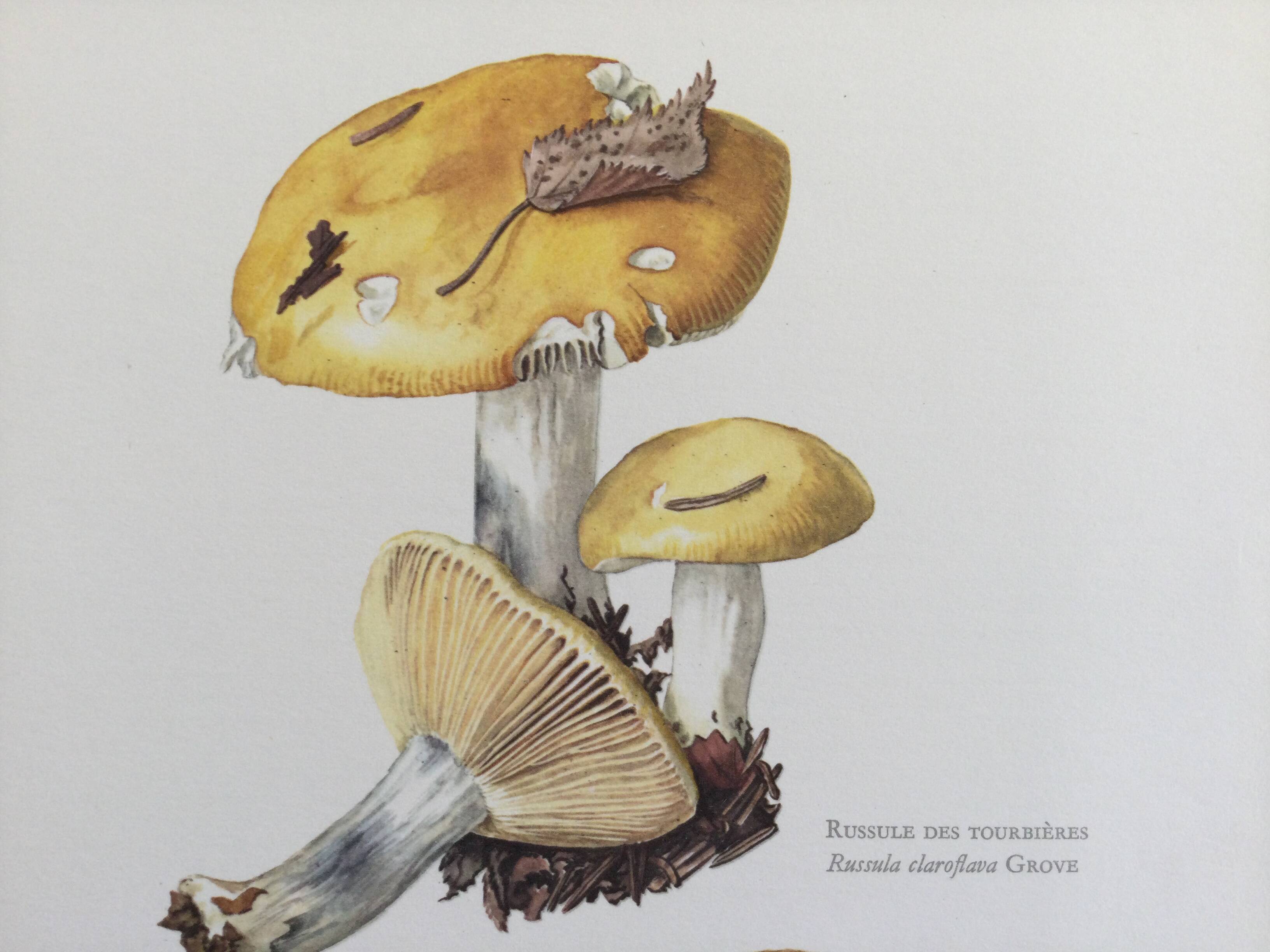 Botanical Illustration Mushroom White Russula Vintage Print 60s