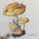 Illustration botanique Champignon Russule blanche Impression Vintage des années 60