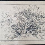 Louis John Endres (1896-1989) - Charcoal drawing on paper - Genevrier Toutliat, Grand Atlas Maroc