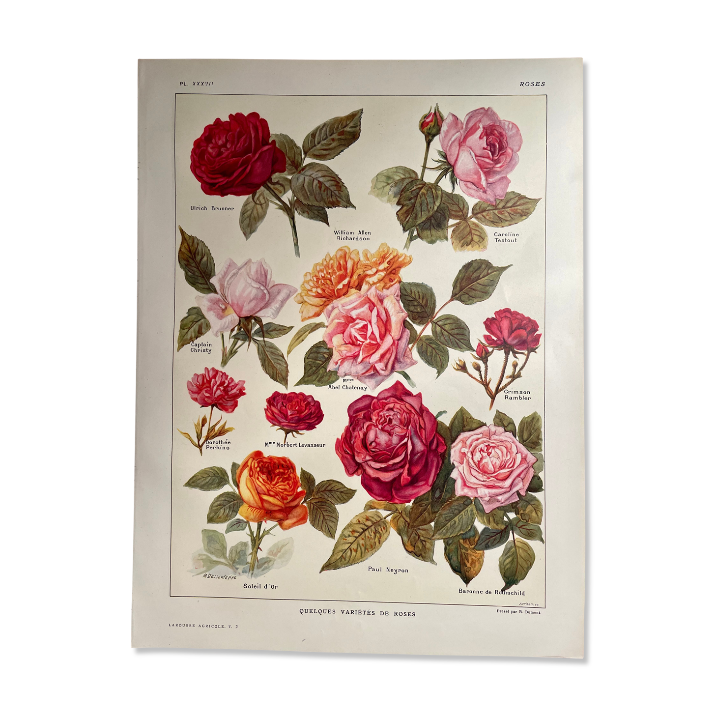 Lithograph on roses - 1920