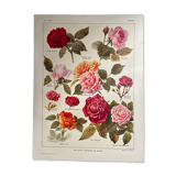 Lithograph on roses - 1920