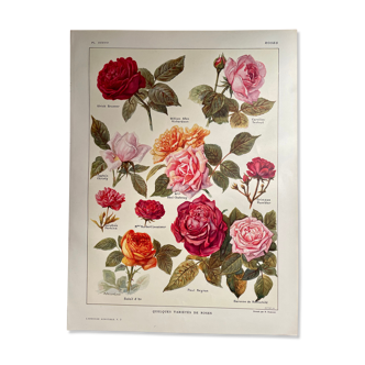 Lithographie sur les roses - 1920