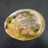 Pearly shell