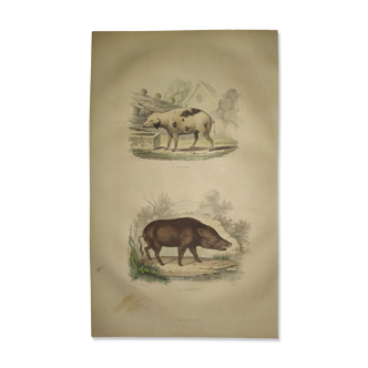 Original zoological plate of 1839 " pig & boar "