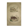 Planche zoologique originale de 1839 " cochon & sanglier "