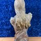 According to Villanis: Terracotta Bust Art Nouveau period around 1900 / H52cm