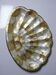 Large platter or shell-shaped catchall in capiz mother-of-pearl and vintage brass.