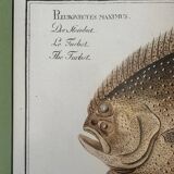 Old lithograph Morubel, the turbot