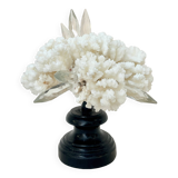 Corail blanc naturel ancien et cristal sur socle en bois napoléon iii xixe cabinet de curiosités