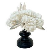 Corail blanc naturel ancien et cristal sur socle en bois napoléon iii xixe cabinet de curiosités