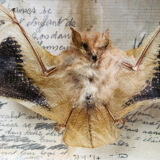 Stuffed bat