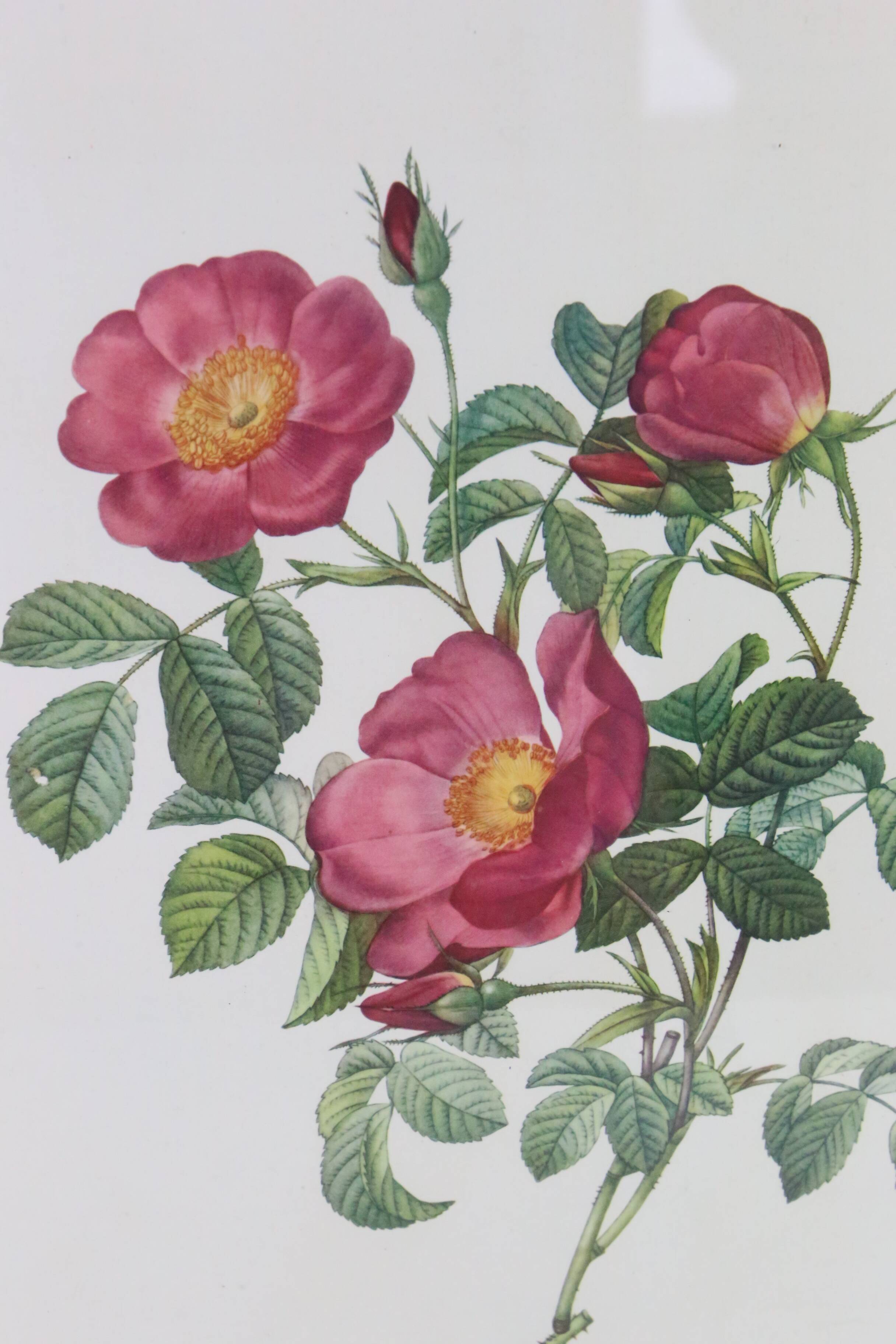 Great Redouté Lithograph