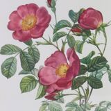 Great Redouté Lithograph